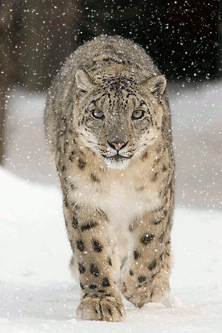 brandon lantz recommends Snow Leopard Gif