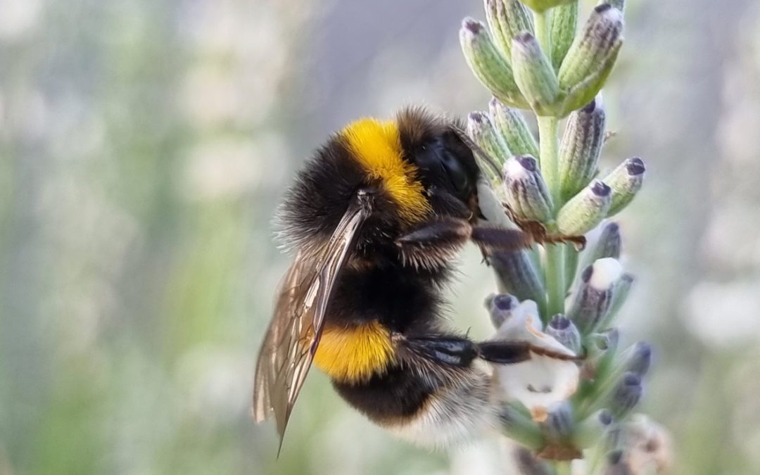 bumble bee pic