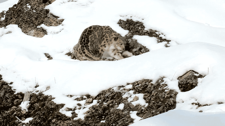 Best of Snow leopard gif
