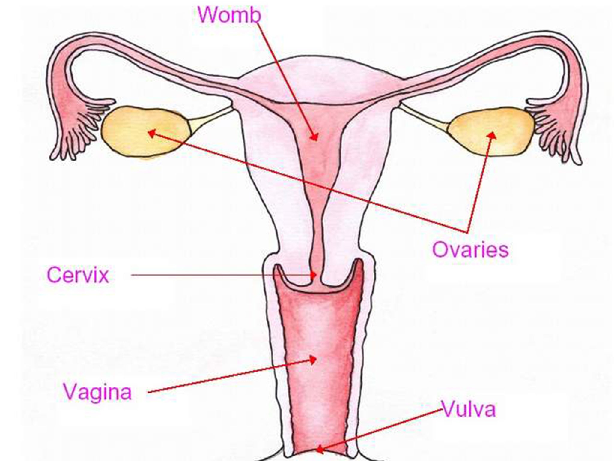antonio callueng recommends vagina vagina vagina vine pic