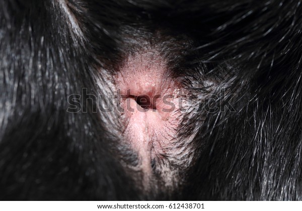 david r aldridge add black anal close up photo