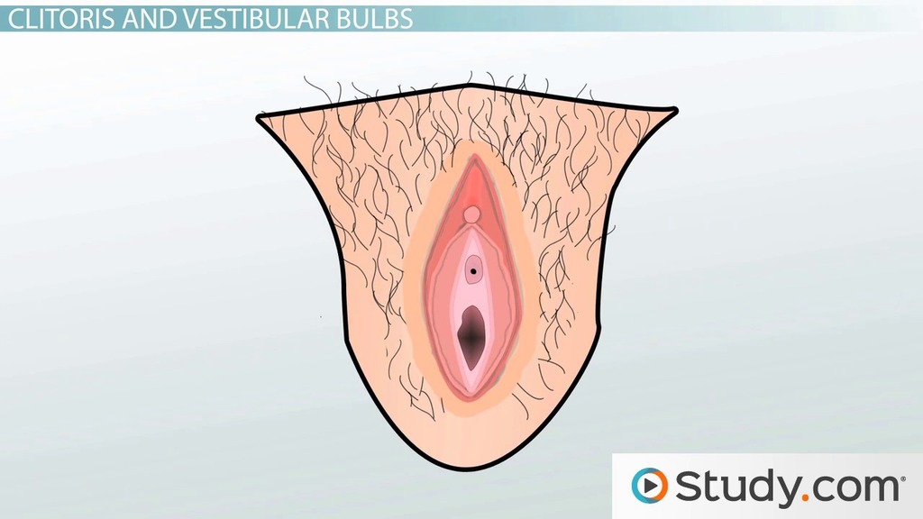 cheryl coughlan recommends how many holes does a woman have with pictures pic