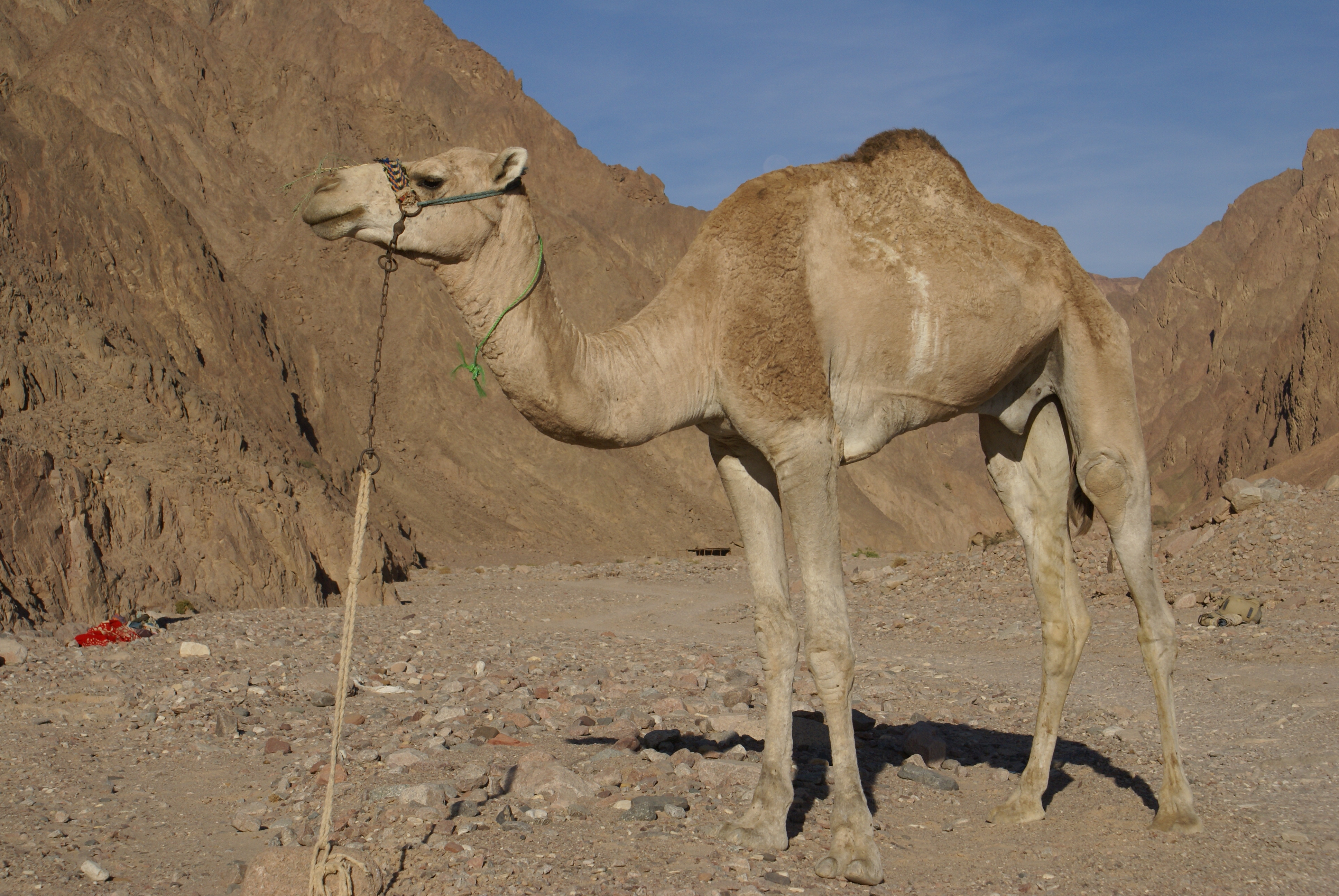 deirdre whitty share samantha brown camel toe photos