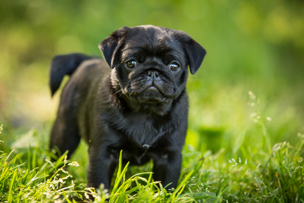 armani gucci recommends are black pugs naughtier pic