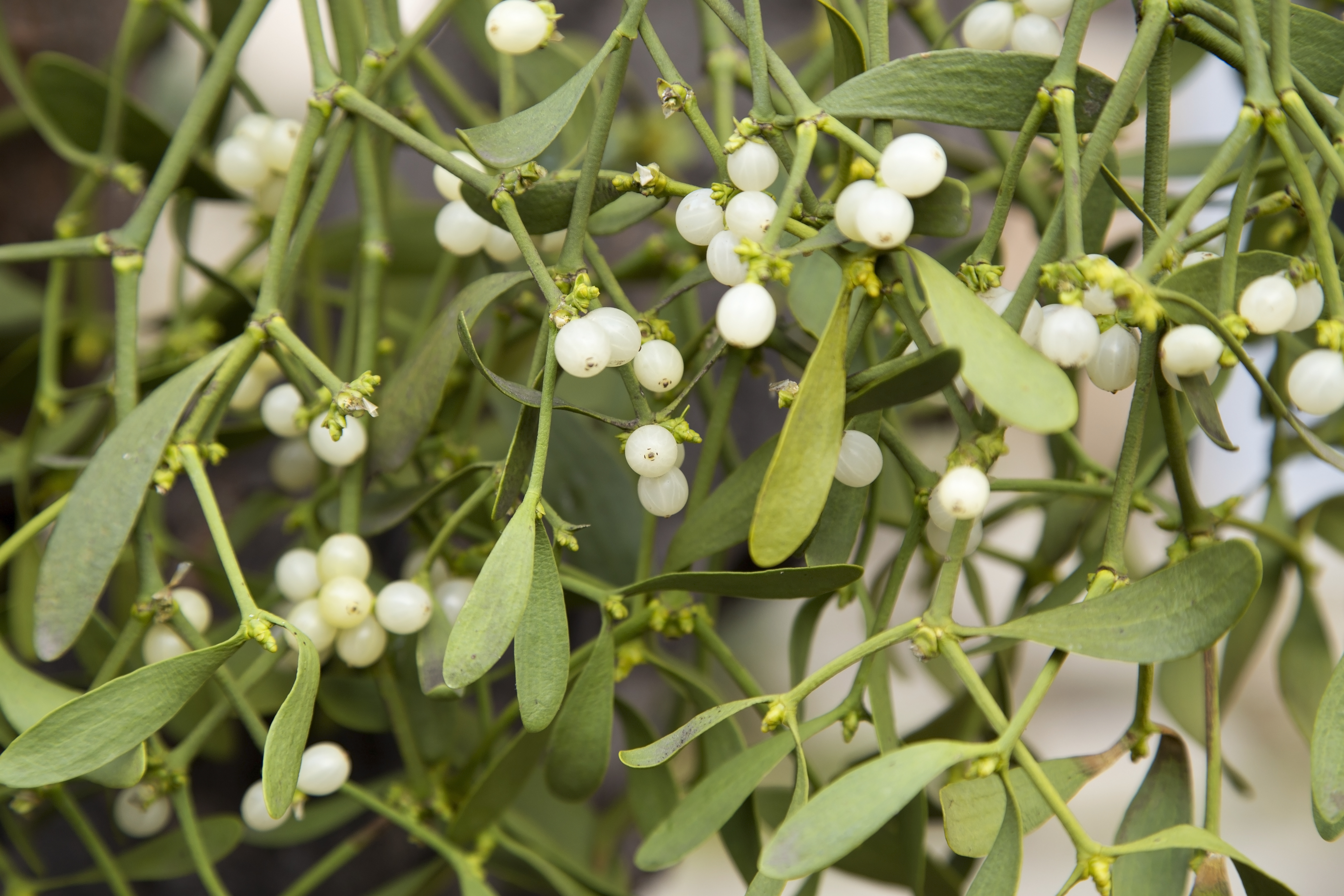 alvita johnson share images of mistletoe photos