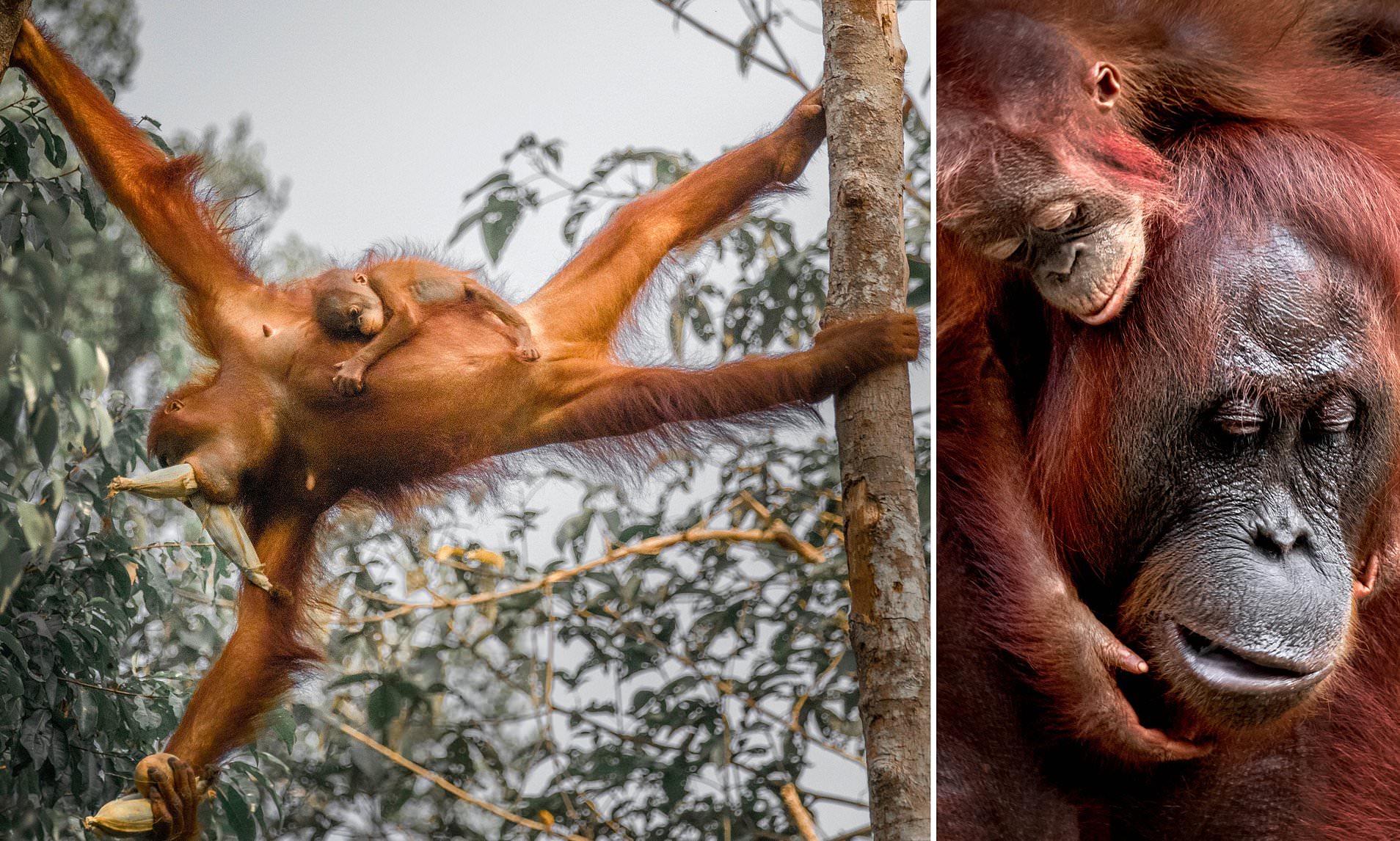 angelina azcona recommends 3 Orangutans 1 Blender