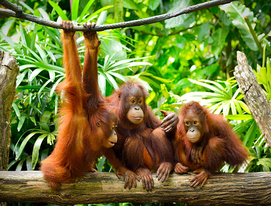 donna cummins recommends 3 Orangutans 1 Blender