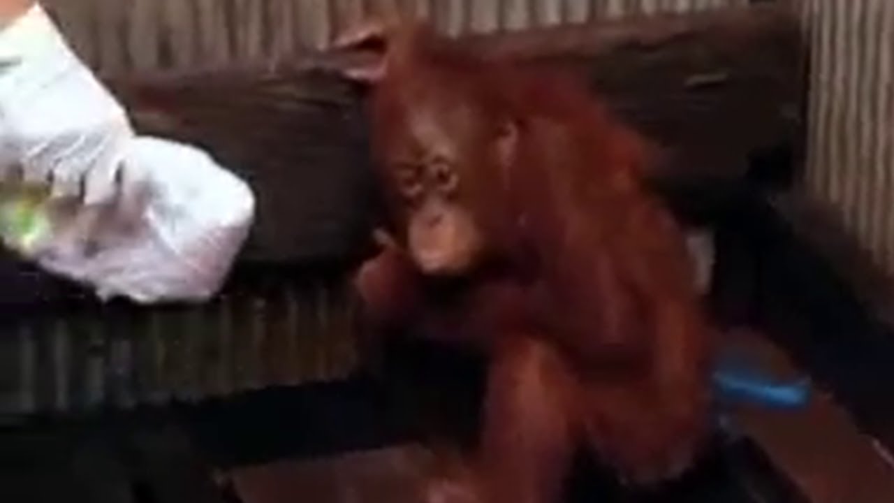Best of 3 orangutans 1 blender