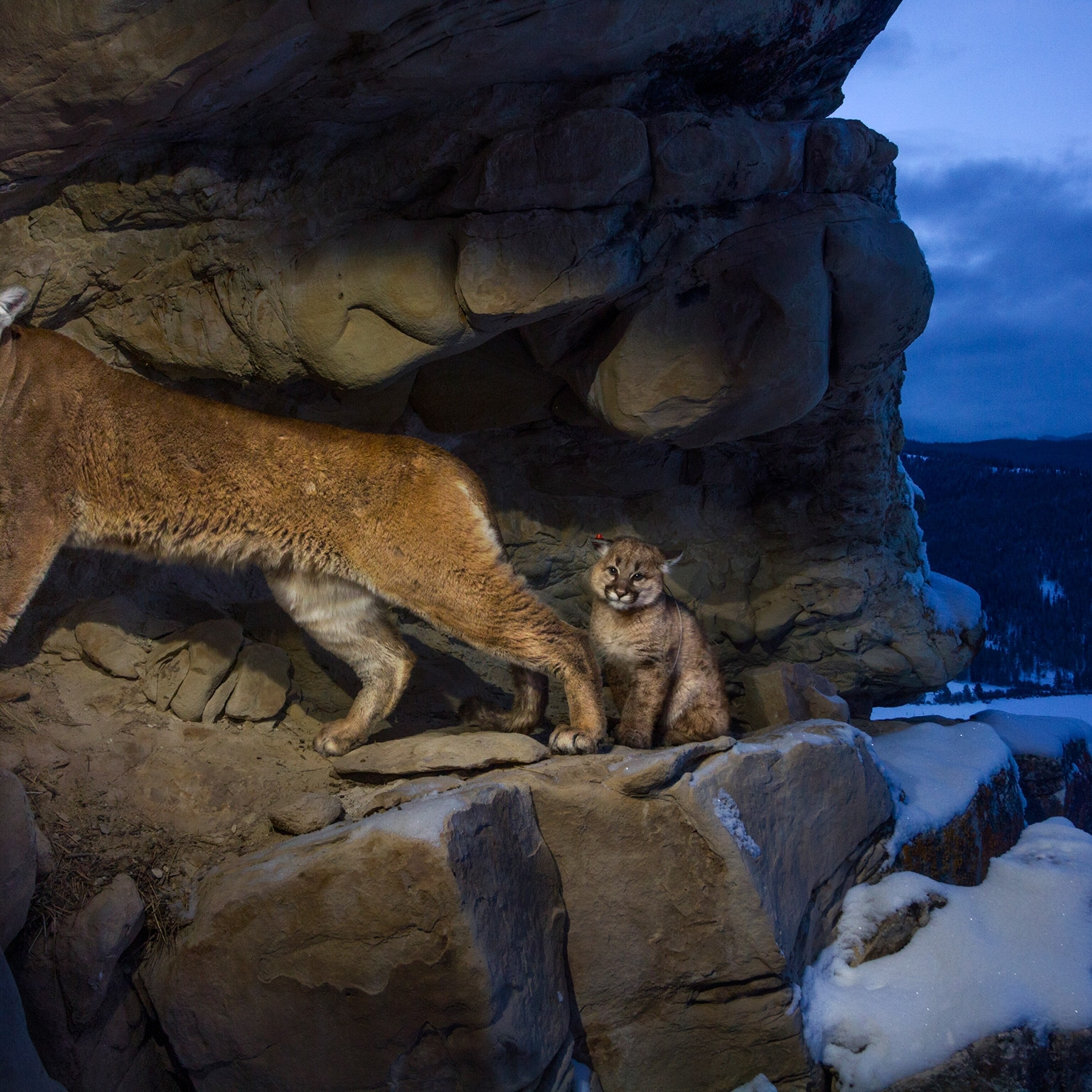 how to talk to cougars