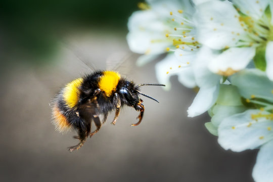 devi fajar recommends Bumble Bee Pic