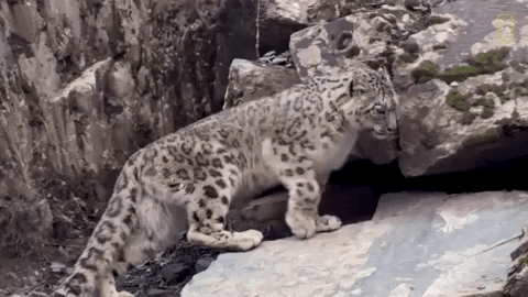 balmore rivera recommends snow leopard gif pic