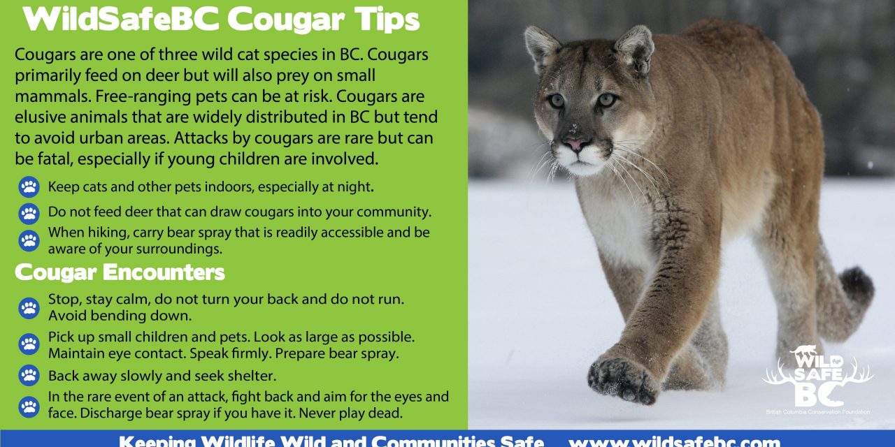 diah larasati recommends how to talk to cougars pic