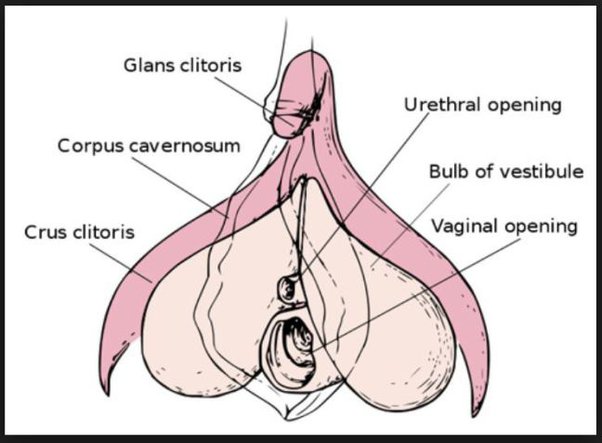 alicia giorgi recommends largest clitoris in the world pic