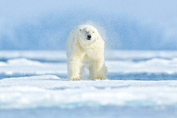 alvaro callejas add shake the bear video photo