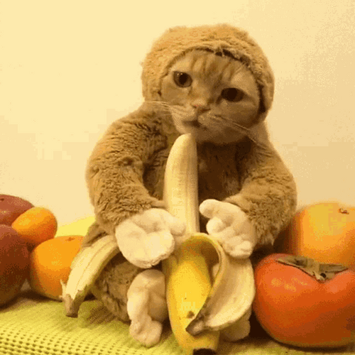 cj tobias recommends eating banana gif pic