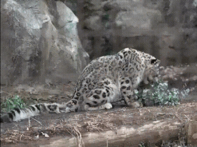 brittney sewell recommends snow leopard gif pic