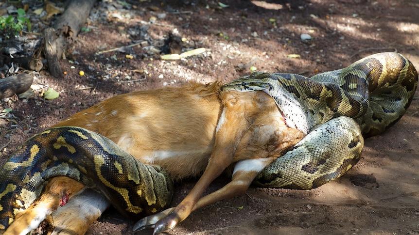 connie odum recommends snake in girls vagina pic