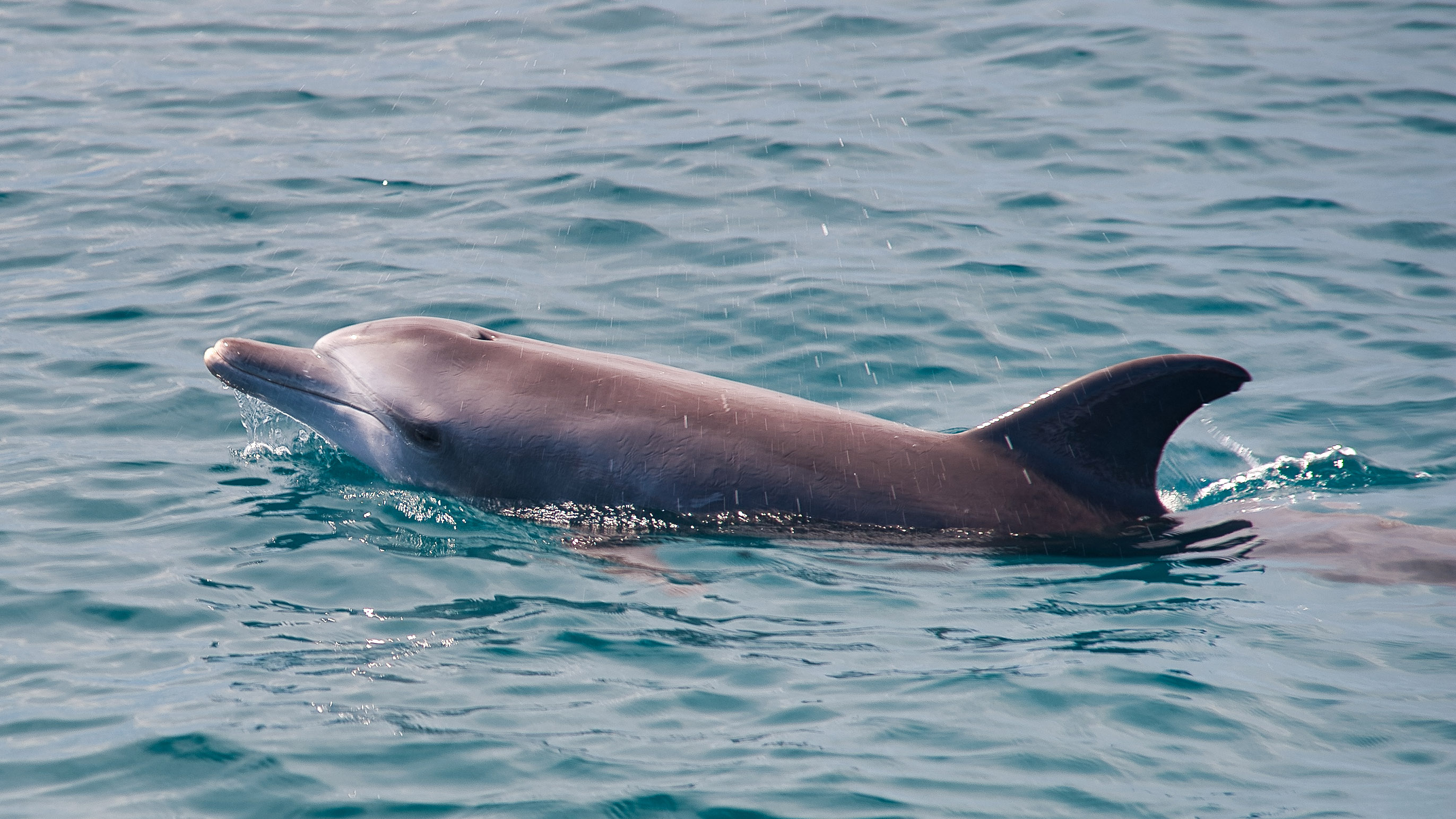 carol gossage add photo swimming naked with dolphins