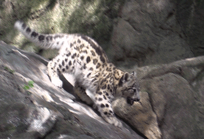 snow leopard gif