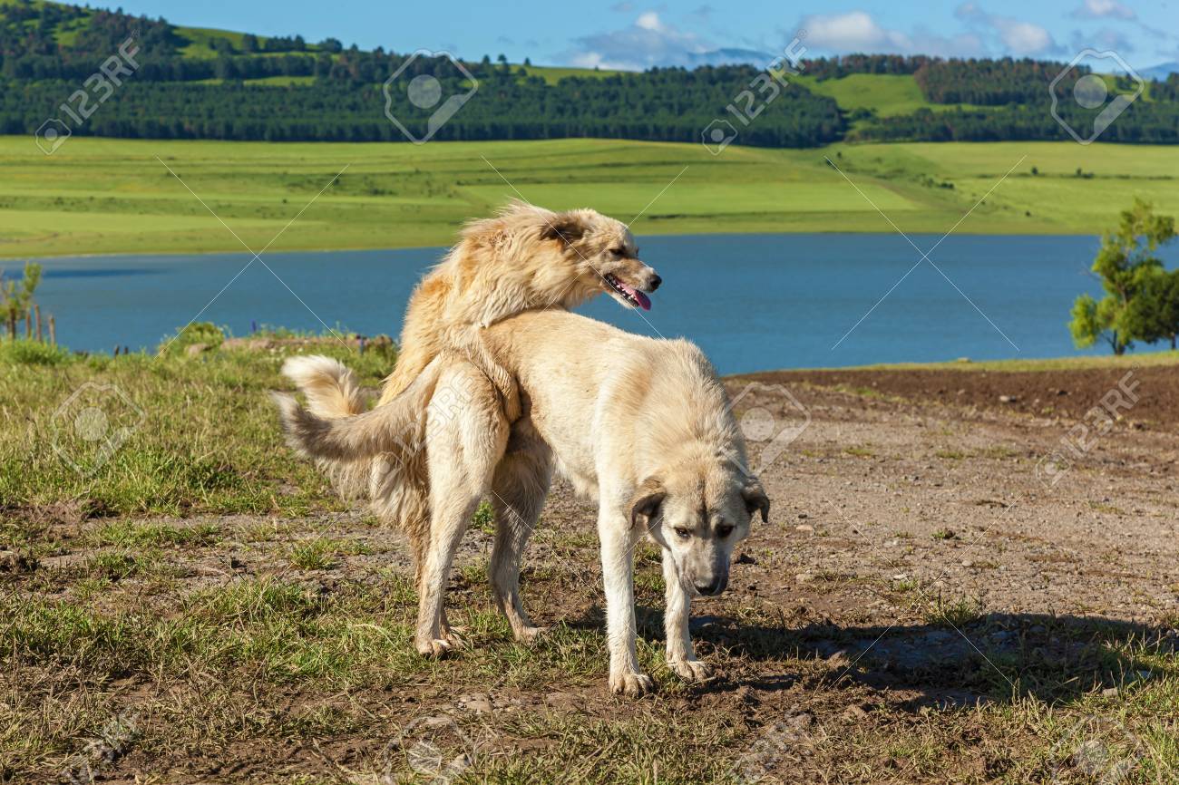 Sexo Mujeres Con Perros from georgia