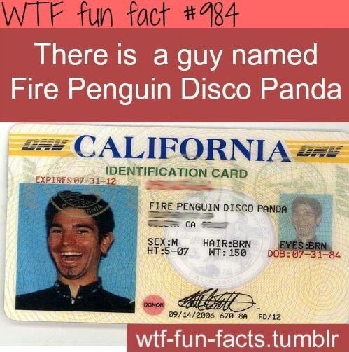 fire penguin disco panda real name