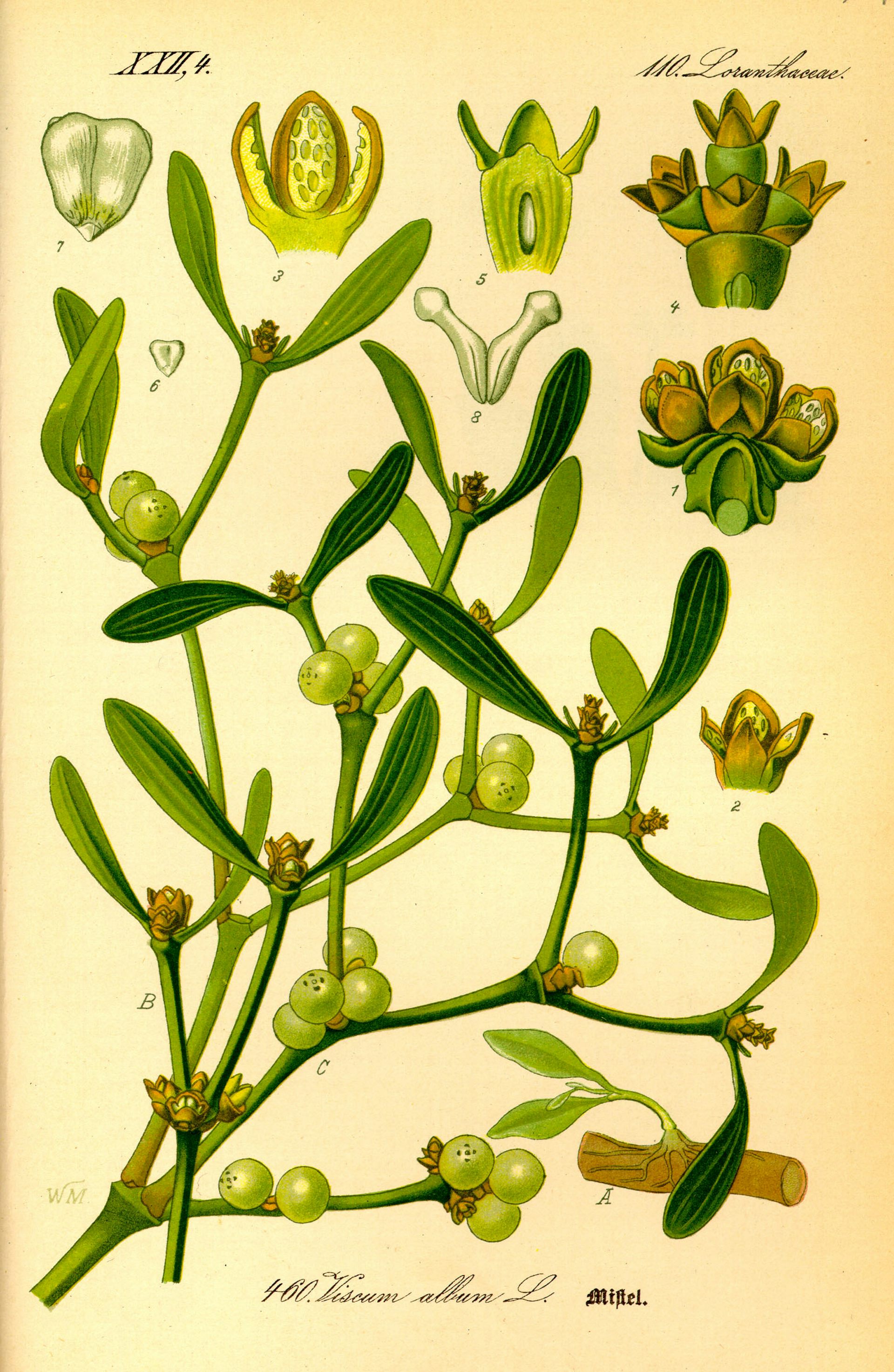 benny burns recommends images of mistletoe pic