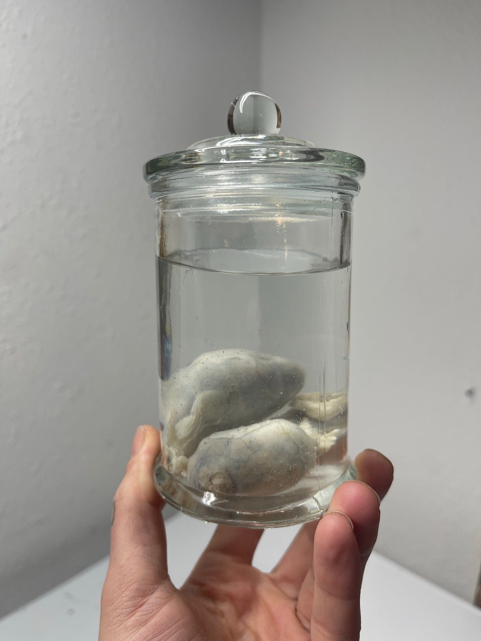 chase cowley recommends Picture Of Testicles In A Jar