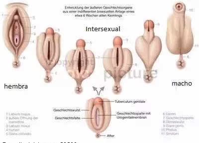 allen mackenzie recommends pics of intersex organs pic