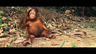 david andres share 3 orangutans 1 blender photos