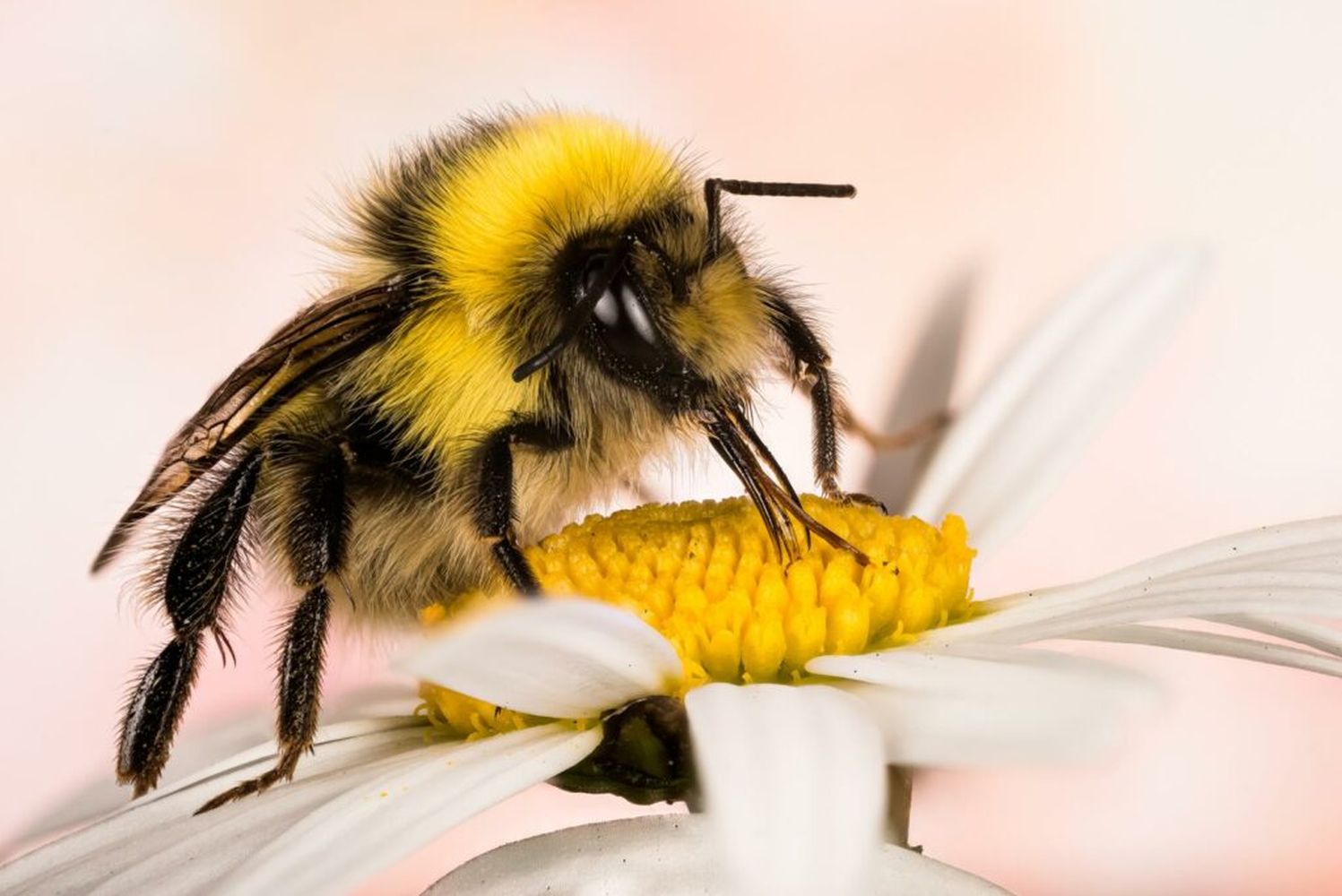 andrew lebowitz share bumble bee pic photos