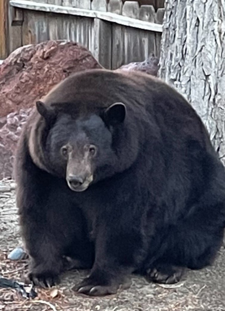 bryon overton recommends chubby bears tumbler pic