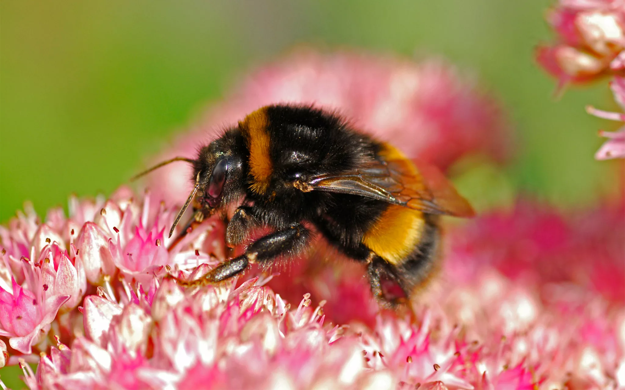 annabelle trokey recommends bumble bee pic pic