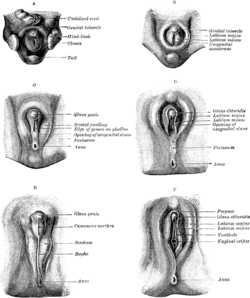 codasyl gan recommends Innie V Outie Vagina