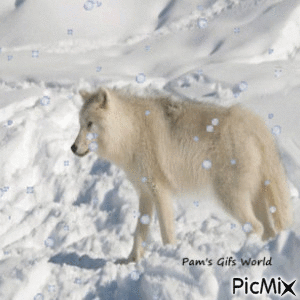 desiree bartlett share wolf in snow gif photos