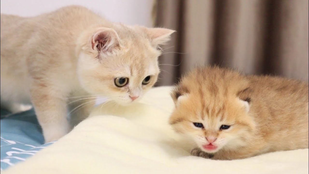 desmond will add photo caramel kitten youtube