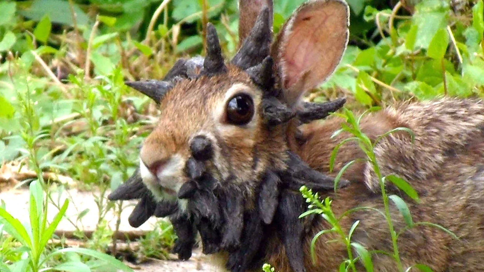 Horn Bunny Most Recent crown watching