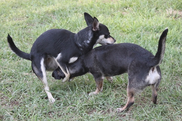 camille yanez recommends dogs fucking each other pic