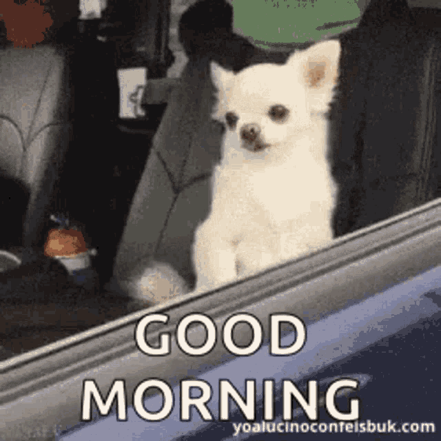 ananta panda recommends Good Morning Hangover Gif