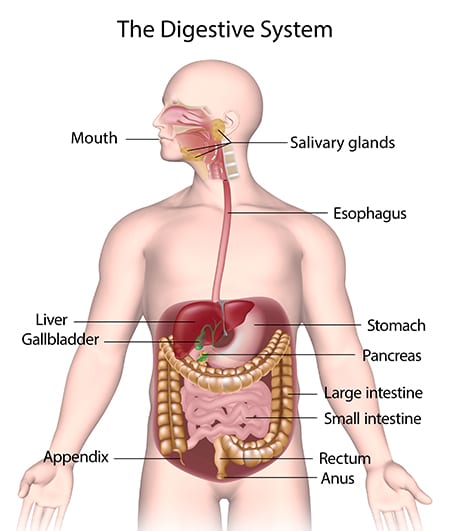 pregnant women swallowing cum