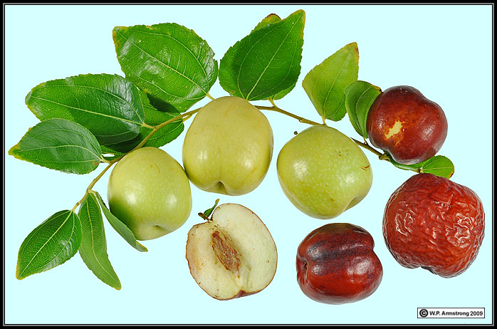 amy basak recommends asian apple seed pic