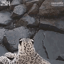 Snow Leopard Gif barba nude