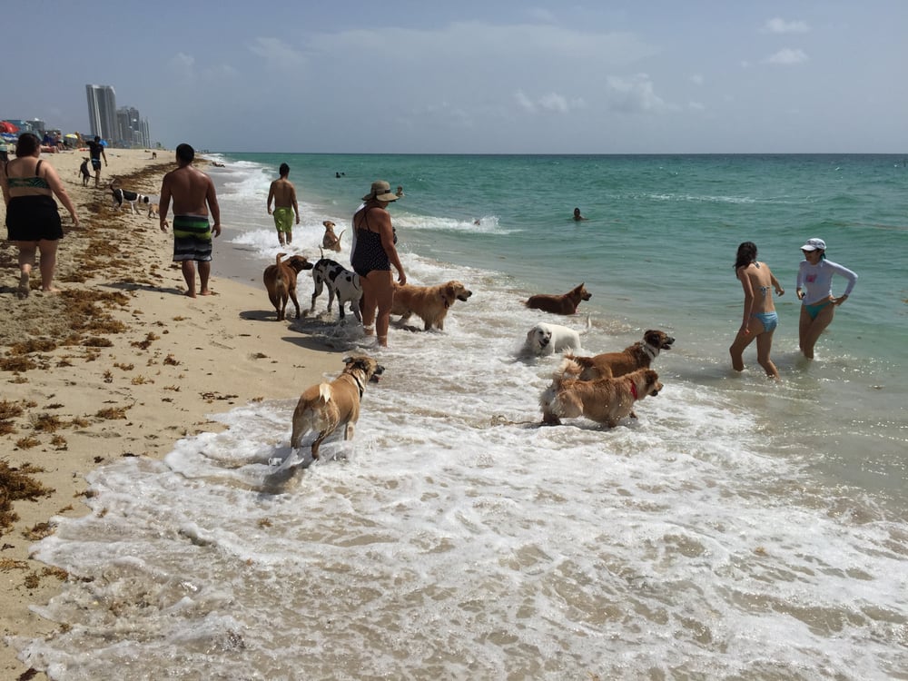 debra glover recommends haulover beach pic pic