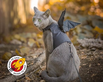 adeleke adeeko share dragon costume for cat photos