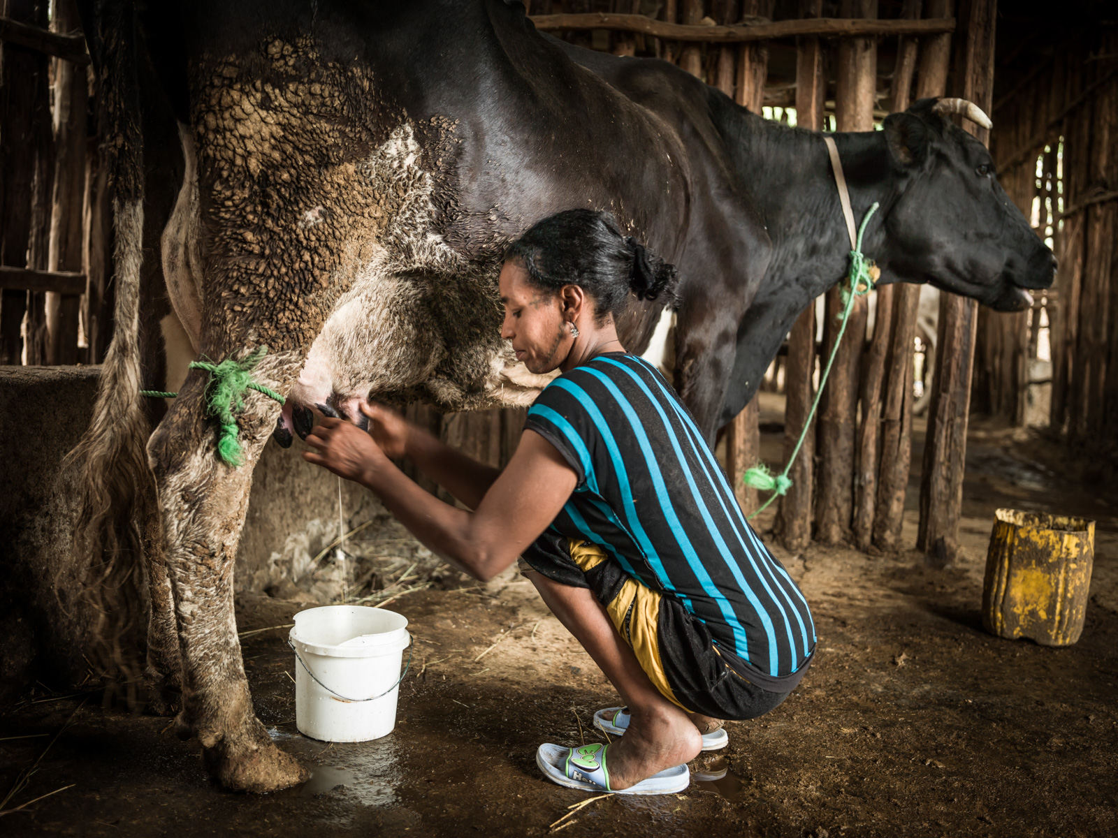 daniel acree recommends Woman Being Milked