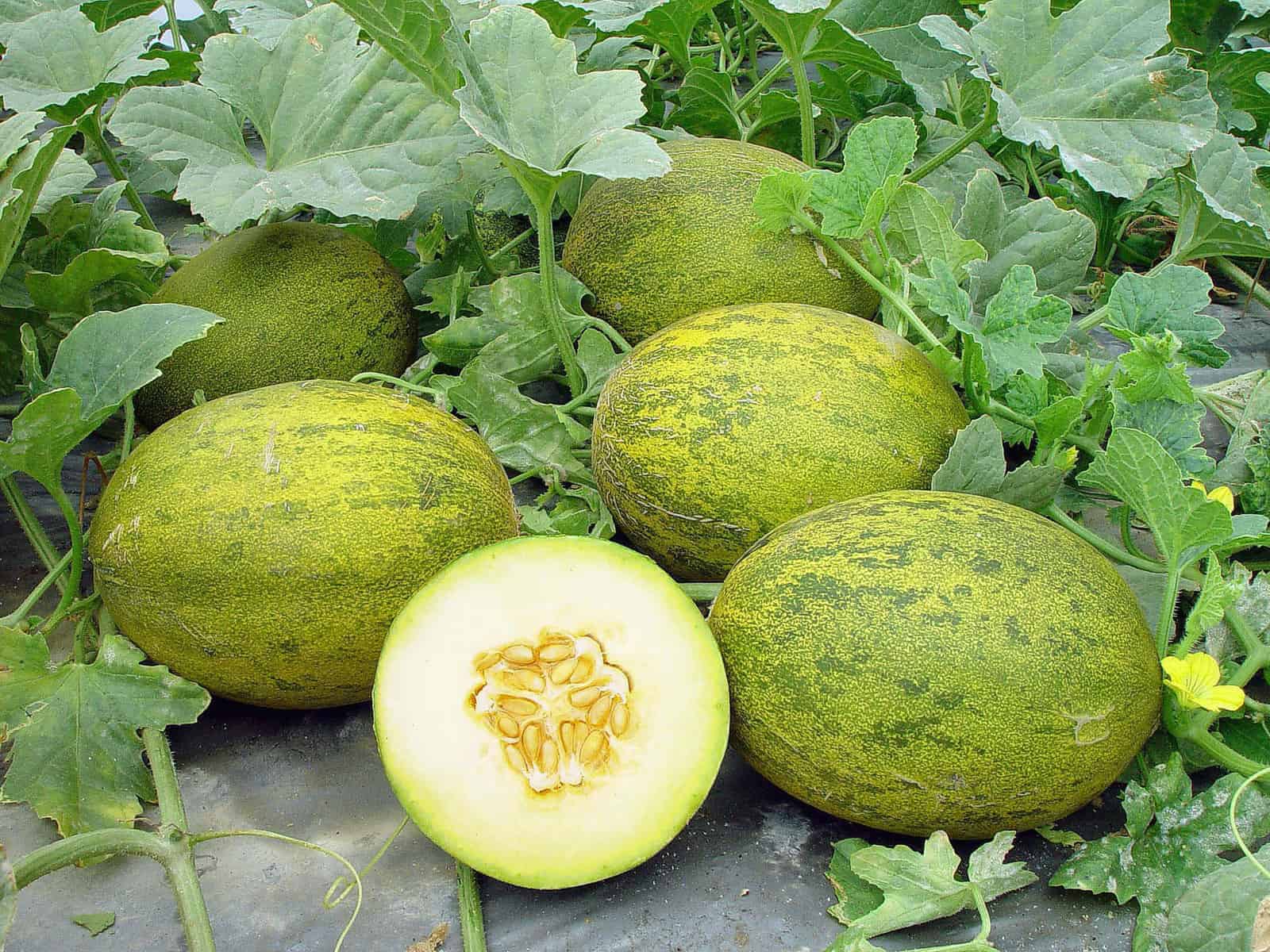 chuck egan recommends young ripe melons 4 pic