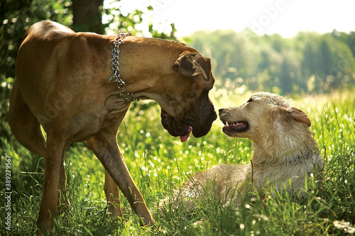 carole hart recommends great dane mating videos pic