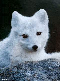 cute fox gif