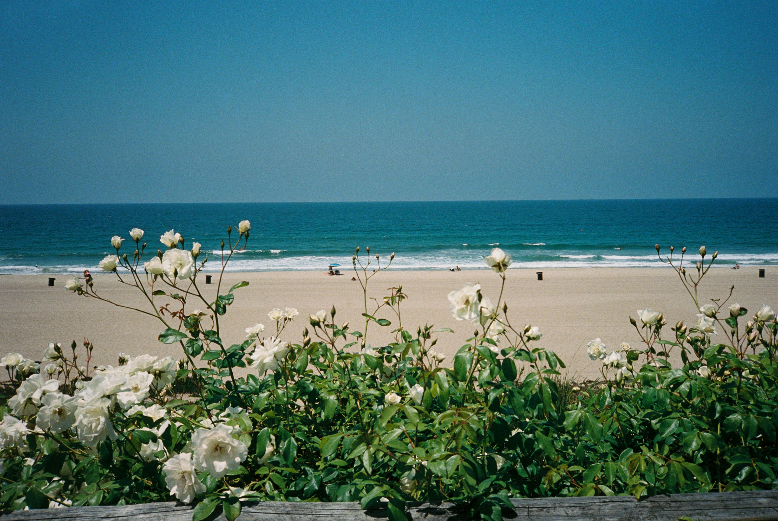 boyke pusriadhy recommends Beach Bush Tumblr