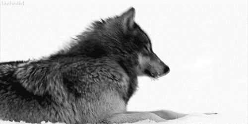 brittany ison add wolf in snow gif photo