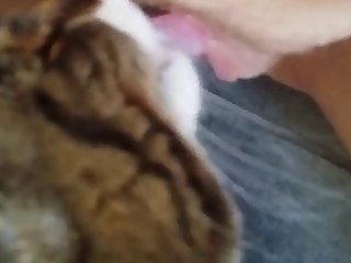 cat licks girls pussy